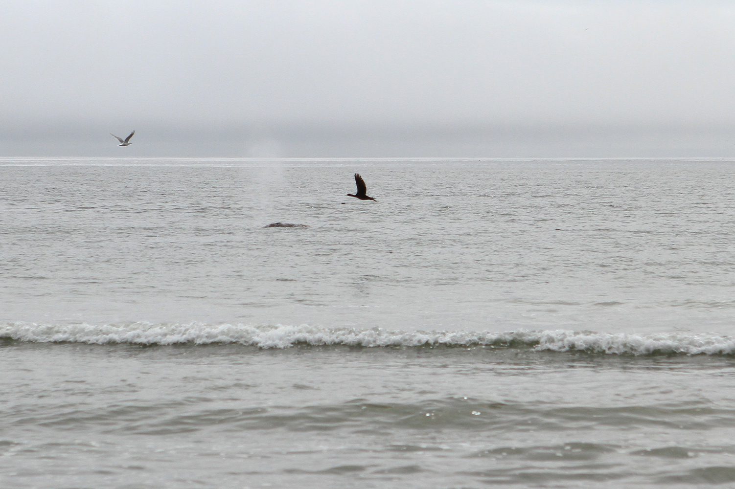 Grey whale shows its back from the water. Photo by Maria Bondar